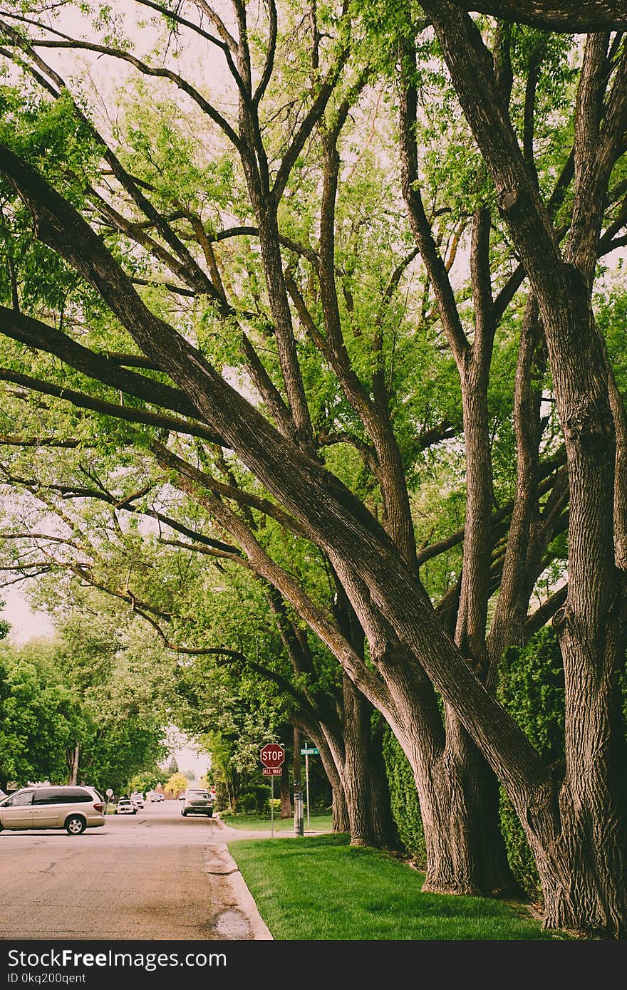 Green Leafed Trees Near Gray Van