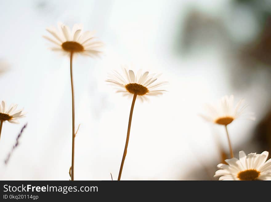 Selective Focus Photo of White Daffodil