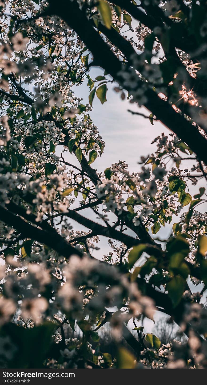 White Flowering Tree