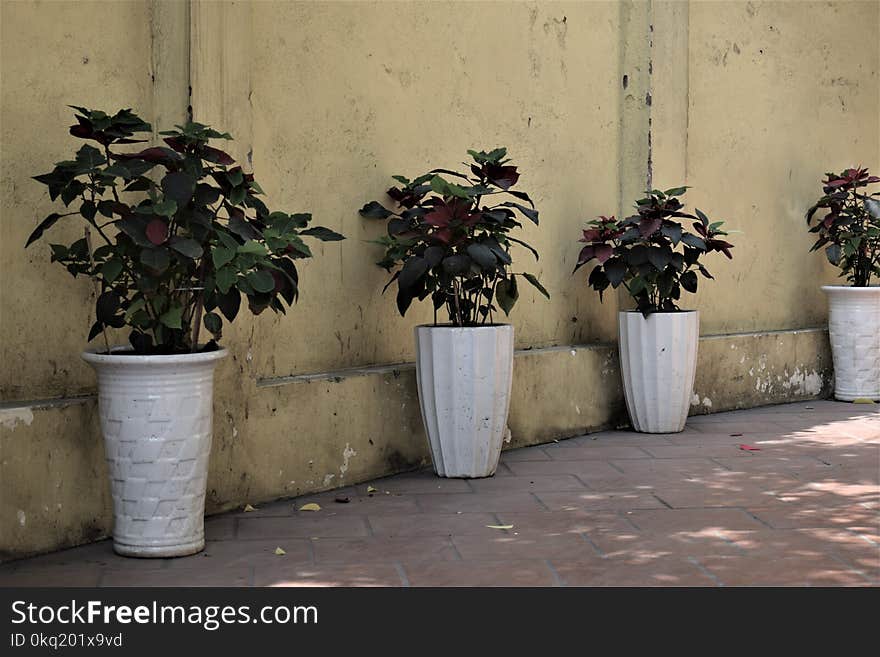 Four Green Leaf Plants With White Pots