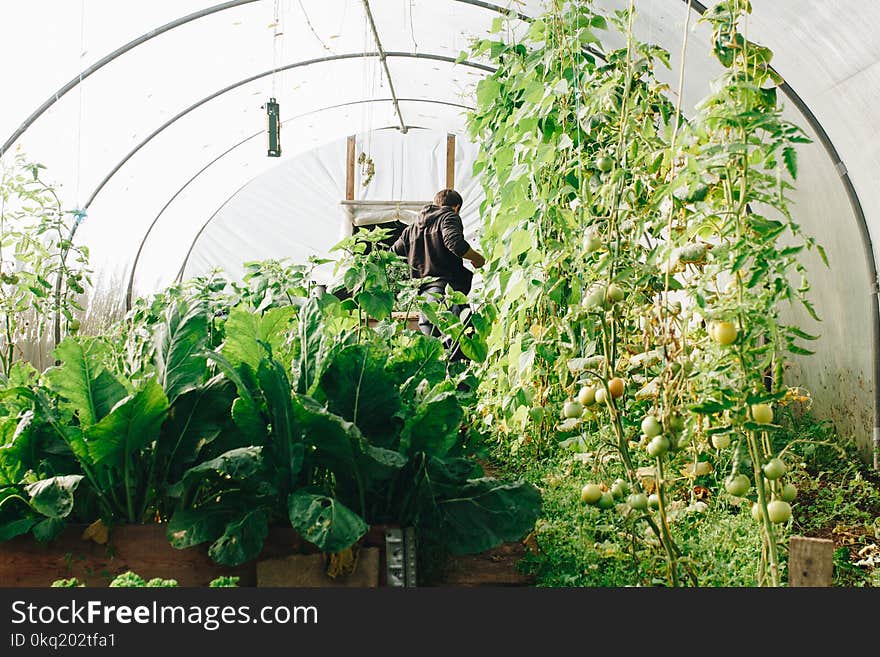 Photo of Man Standing Surrounded by Green Leaf Plants