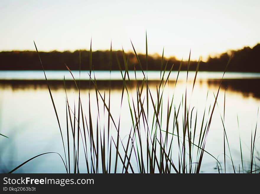 Selective Focus Photography of Green Grass