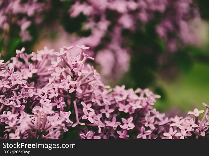 Shallow Focus Photo of Pink Petaled Flowers