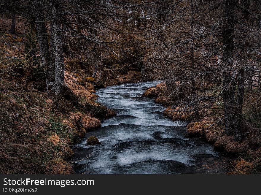 Body of Water Between Tall Trees