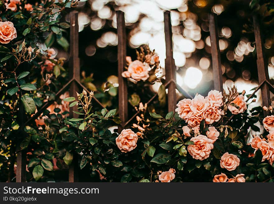 Pink Petaled Flowers on Metal Gate Grills