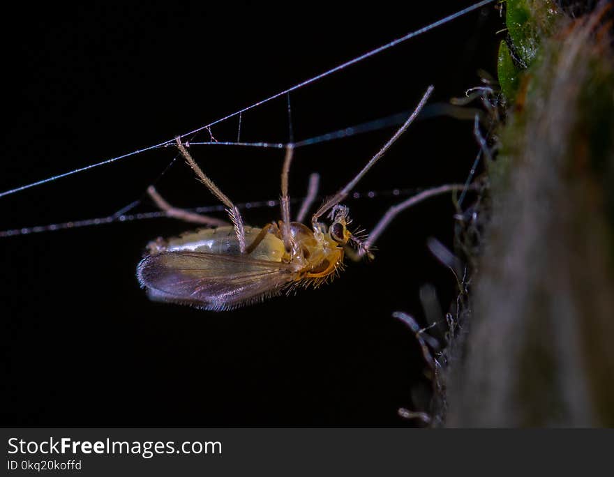 Macro Photo of Brown Winged Insect