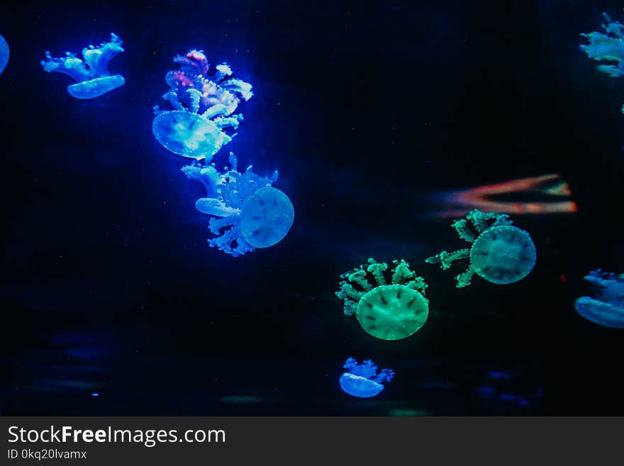 Green and Blue Jellyfishes