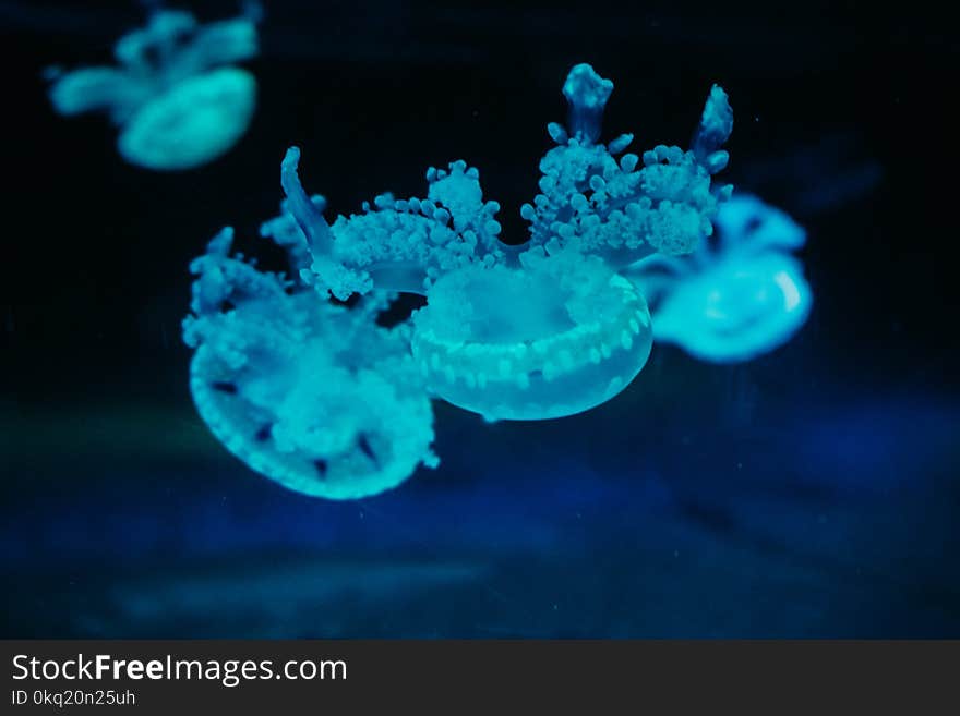 Blue Jelly Fish