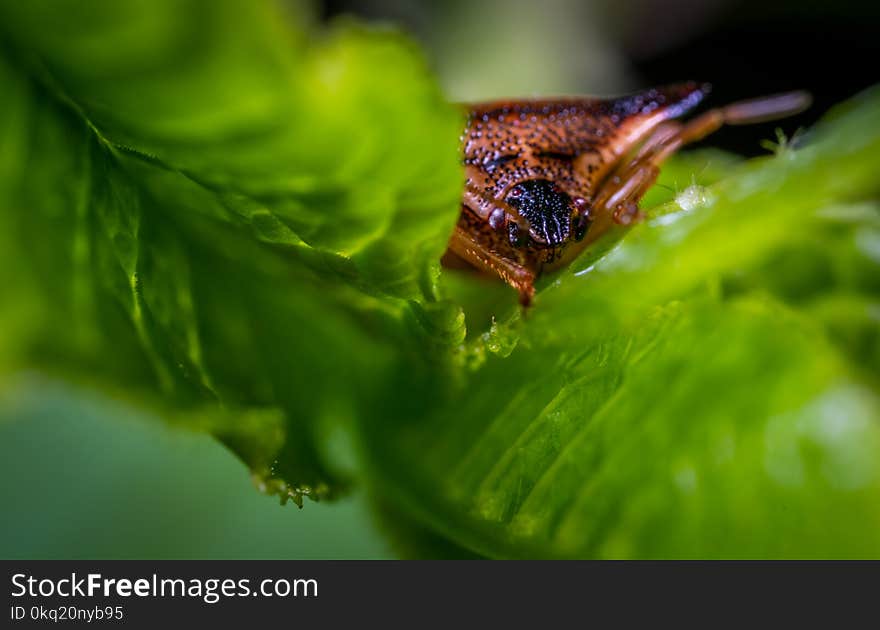 Macro Photo of Brown Triangular Head Spider on Green Leaf Plant