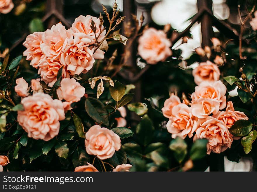 Shallow Focus Photo of Orange Roses