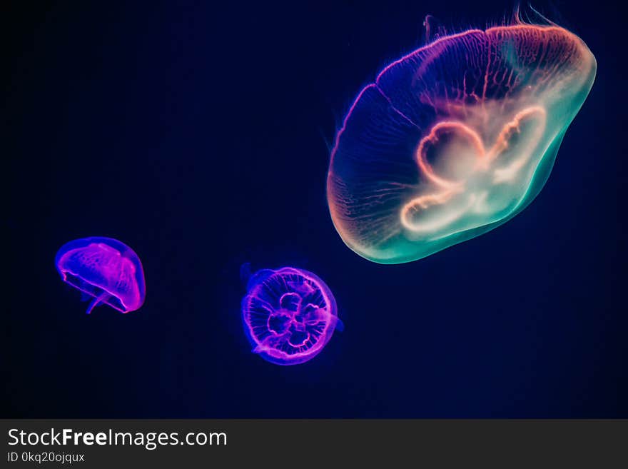 Three Multicolored Jellyfishes