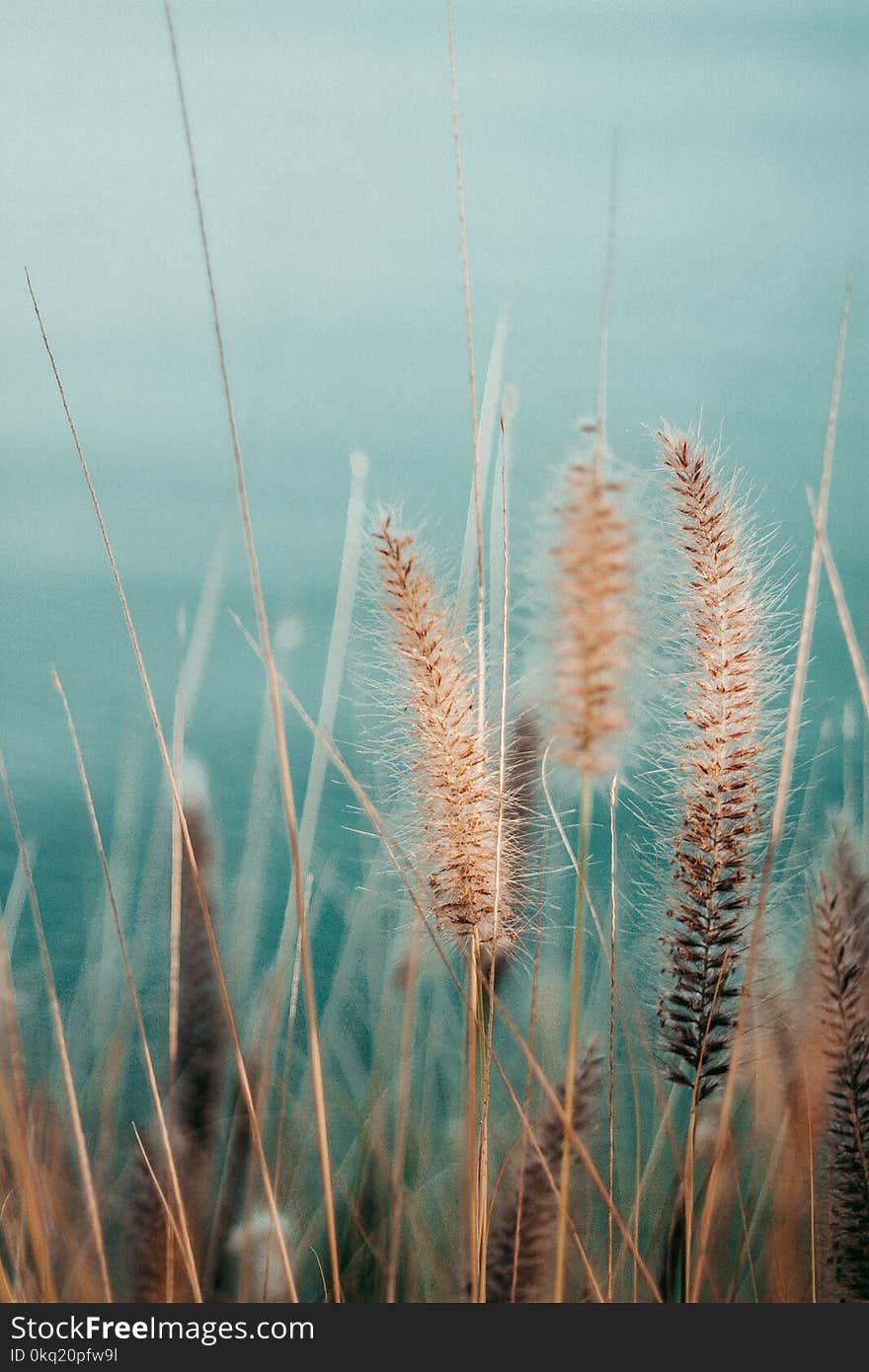 Selective Focus Photography of Gray Plants