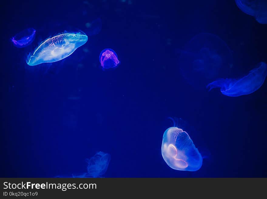 Blue Jellyfish