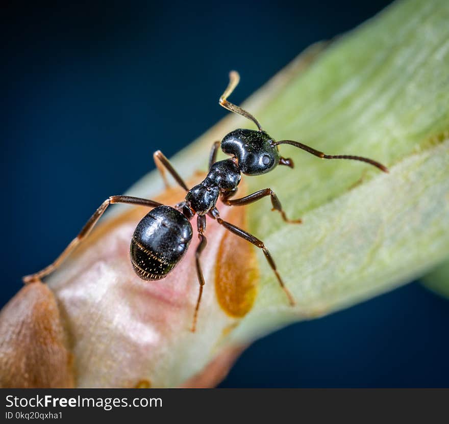 Macro Photo of Black Carpenter Ant on Green Leaf