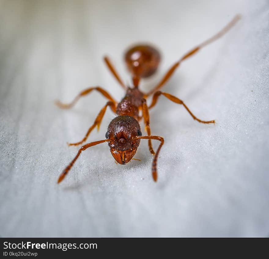 Red Ant Macro Photography