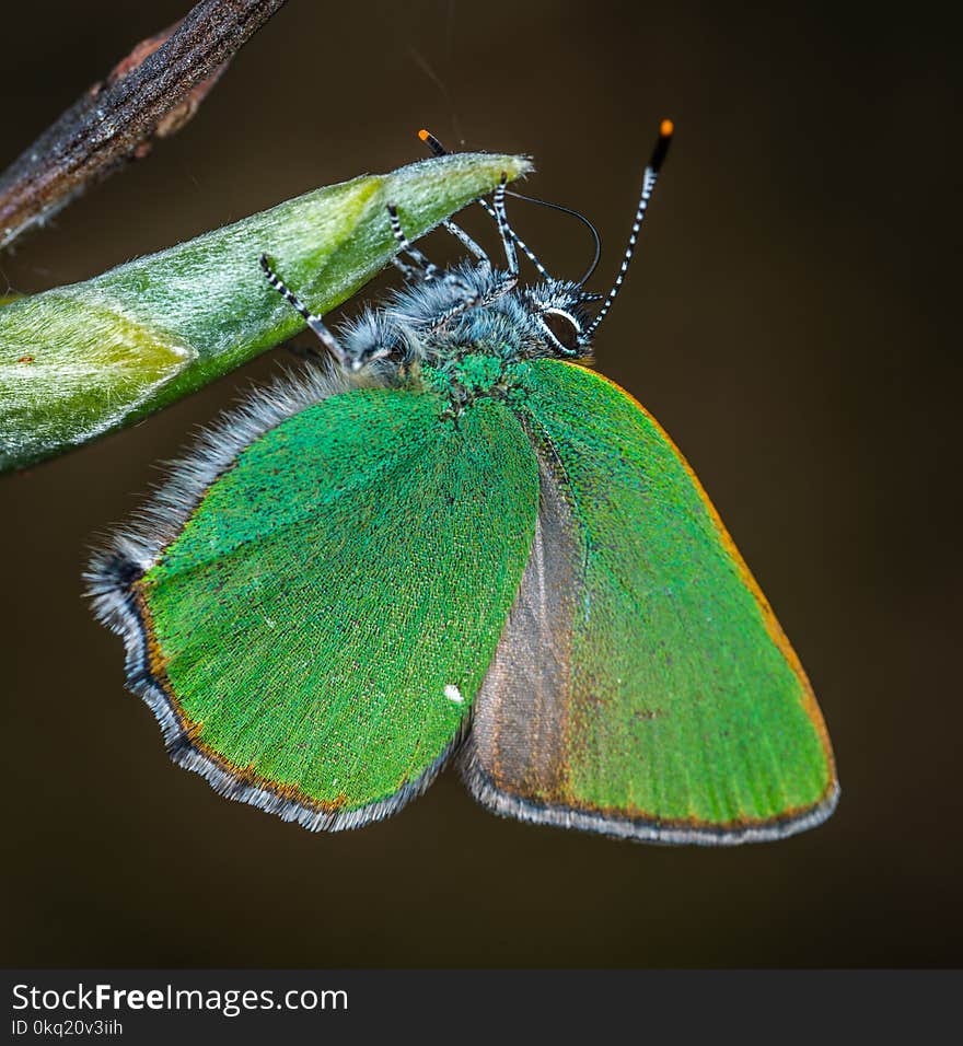 Closeup Photography of Green and Brown Moth Perched on Green Leaf