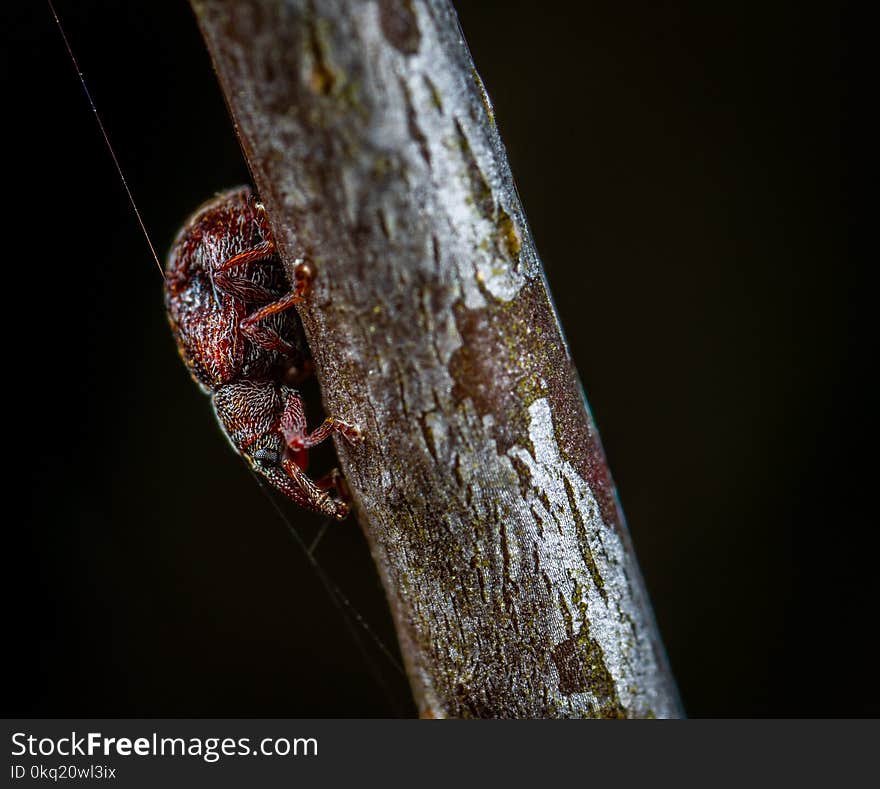 Macro Photo of Red Tree Hopper on Brown Wooden Stem