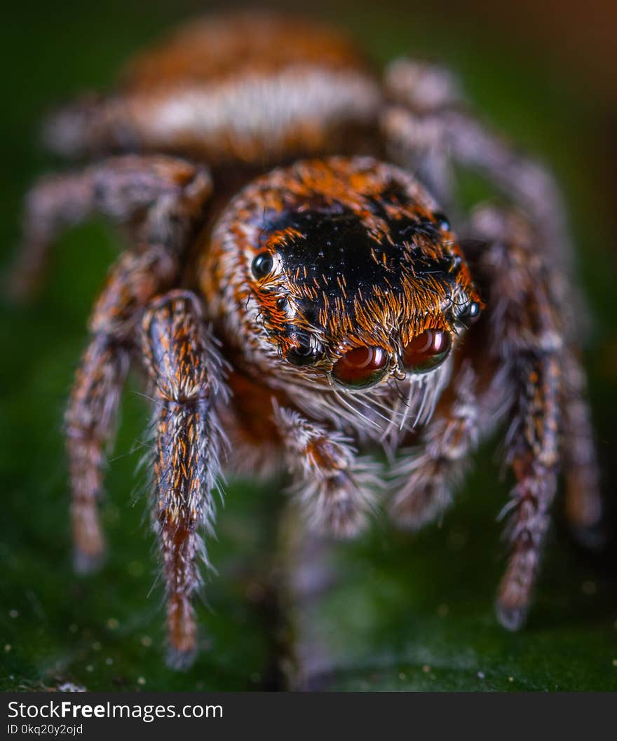 Macro Photo of Brown Jumping Spider on Green Leaf