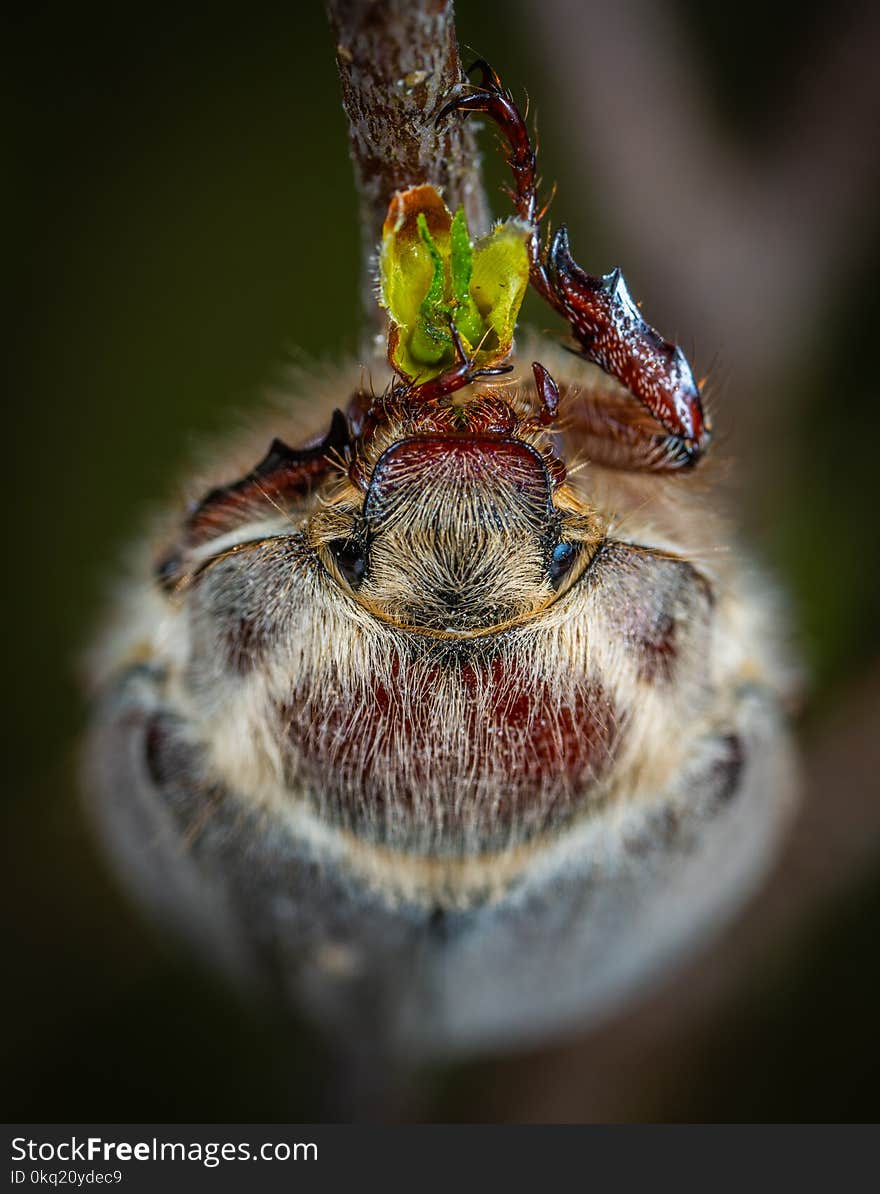 Gray Beetle Macro Photography