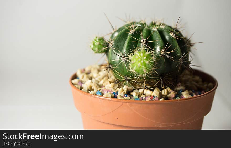 Potted Green Cactus