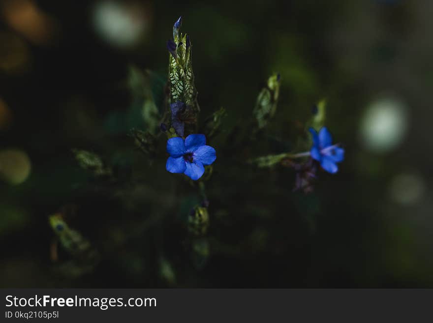 Blue Petaled Flowers Selective-focus Photography