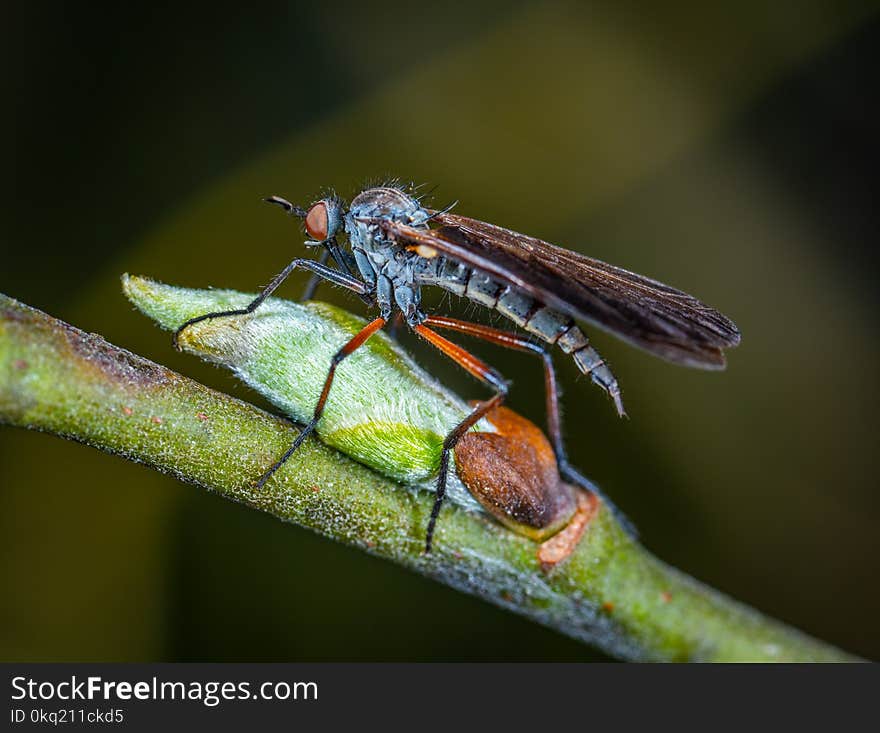 Selective Focus Photography of Robber Fly Perched on Green Sprout