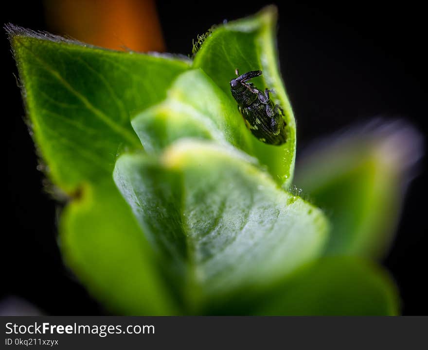 Macro Photo of Black and White Weevil on Green Leaf Plant