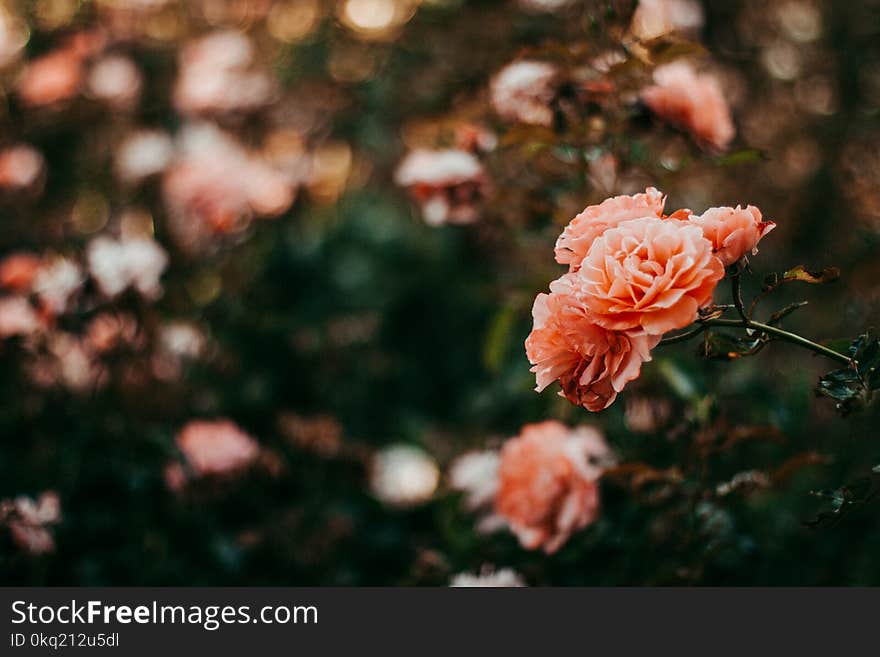 Pink Petal Flowers in Shallow Focus Photography