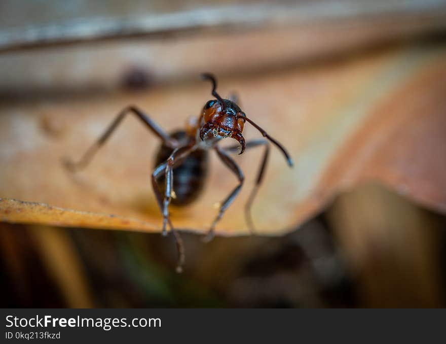 Macro Photo of Brown Army Ant