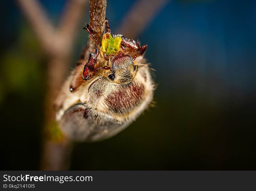 Bug, Insect, Invertebrate