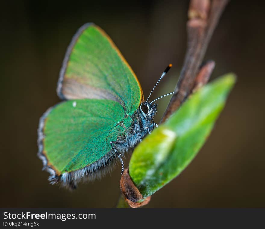 Cloudless Sulphur Butterfly Perched on Brown Plant Stem