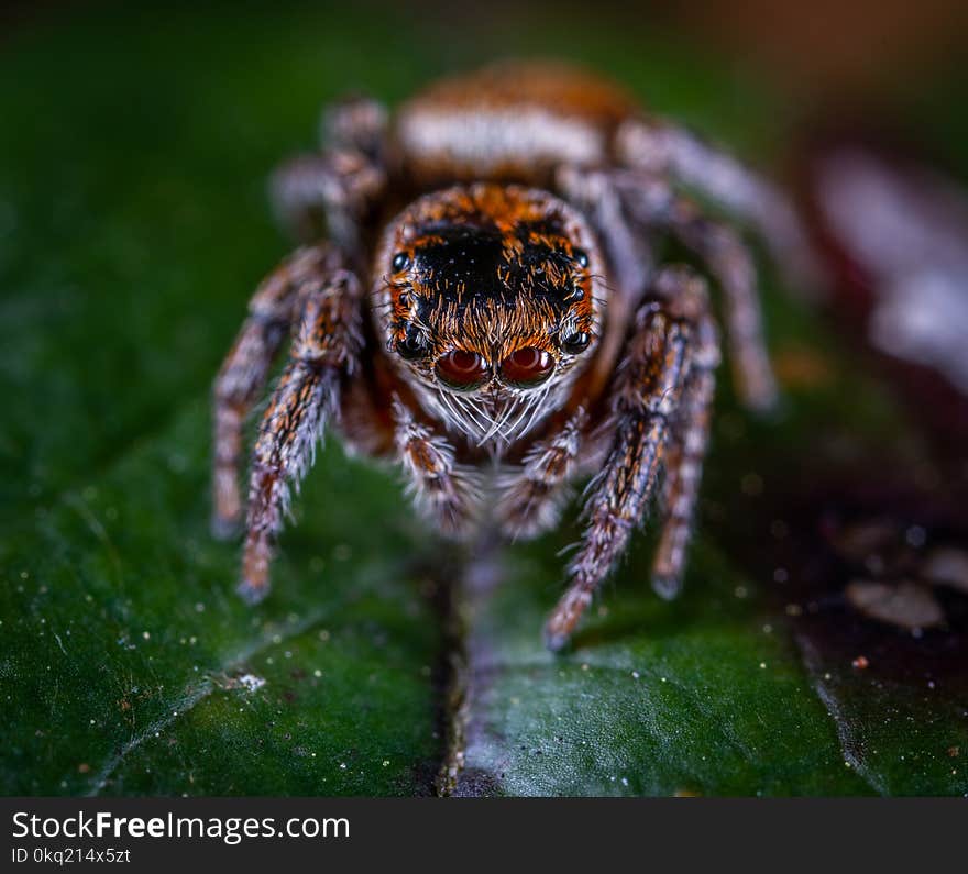 Macro Photography of Brown Jumping Spider Perched on Green Leaf