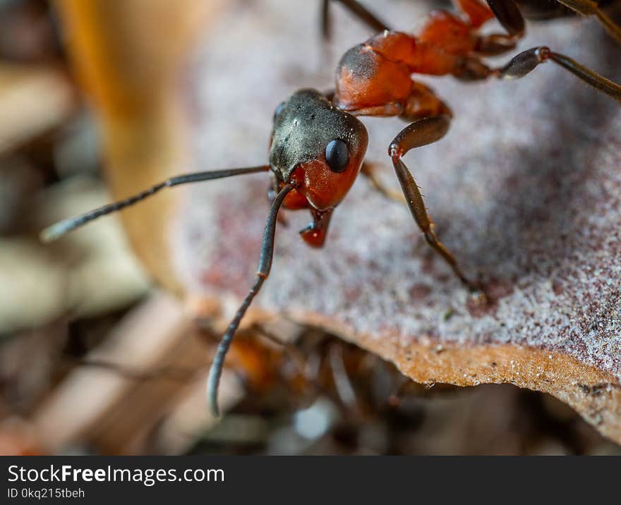 Macro Photo of Red and Brown Army Ant