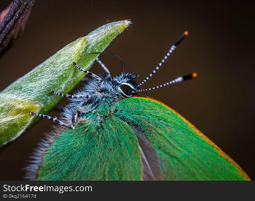 Macro Photo of Green Moth on Leaf Plant