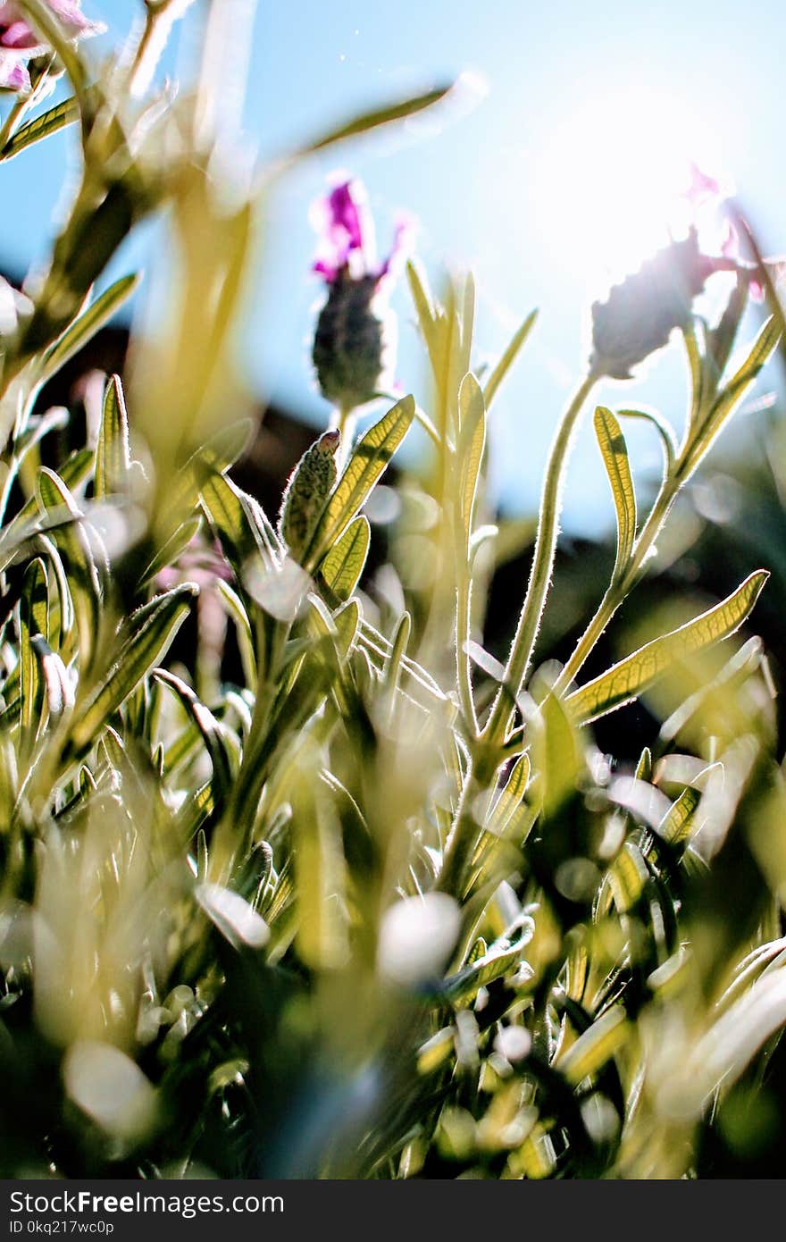 French Lavender Flowers Selective-focus Photography at Daytime