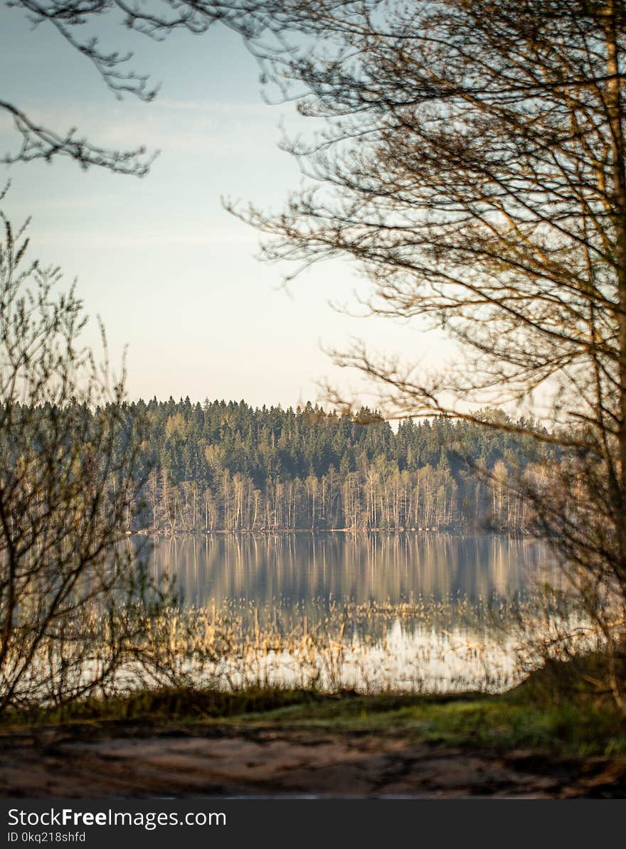 Green Trees With Lake at Daytime