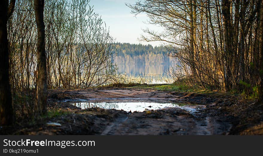 Brown Bare Trees Near Lake at Daytime