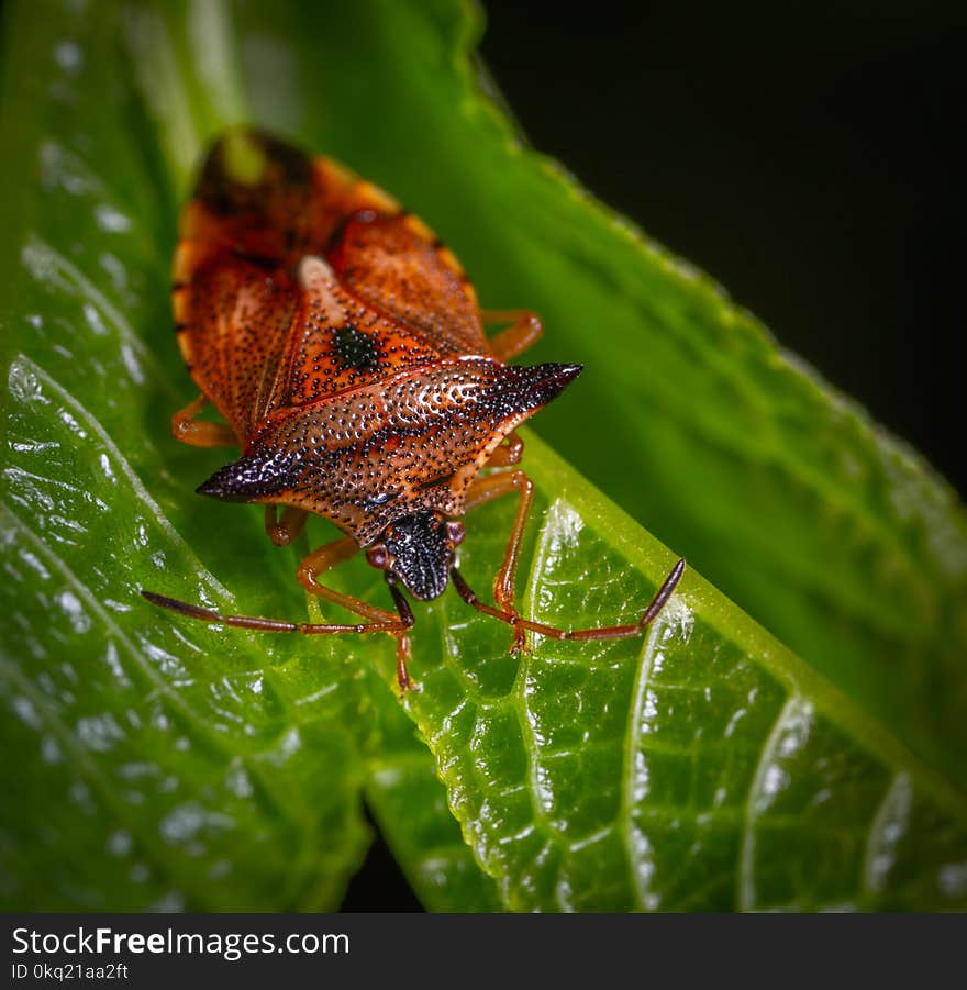 Macro Photography of Red Stink Bug Perched on Green Leaf