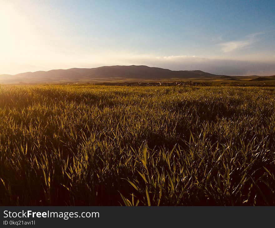 Vast Green Grass Fields With Silhouette of Mountain at Distance