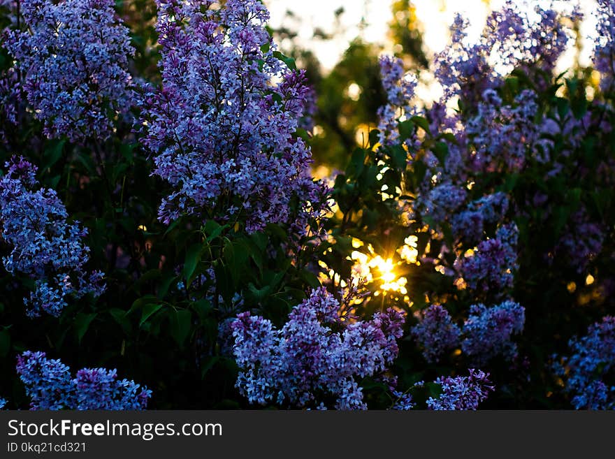 Close-up Photography of Purple-and-white Petaled Flowers