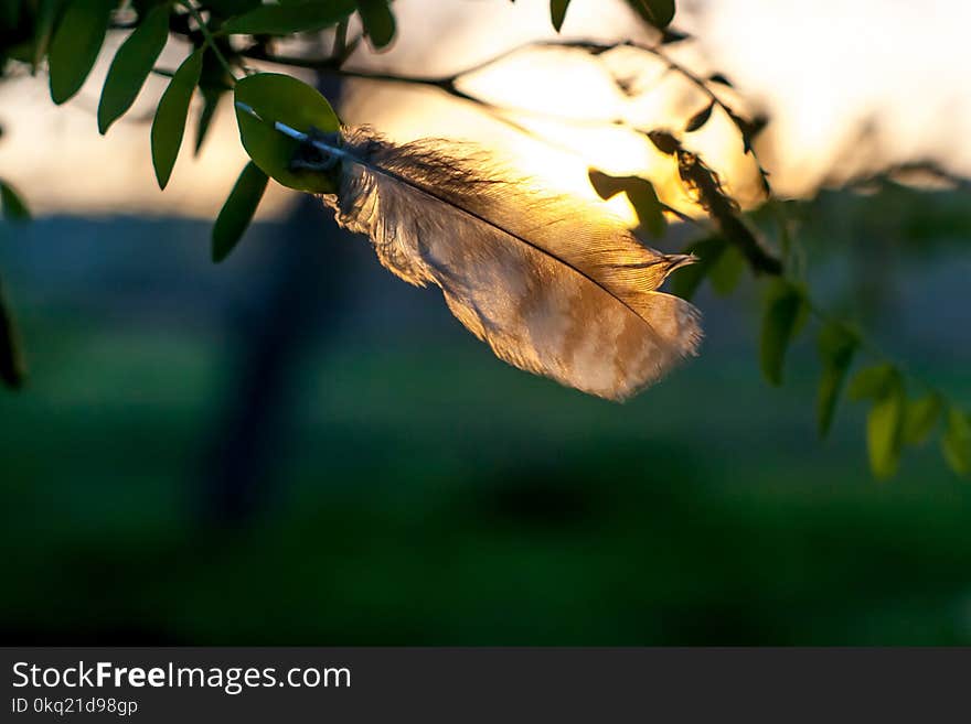 Selective Focus Photography of Brown Feather