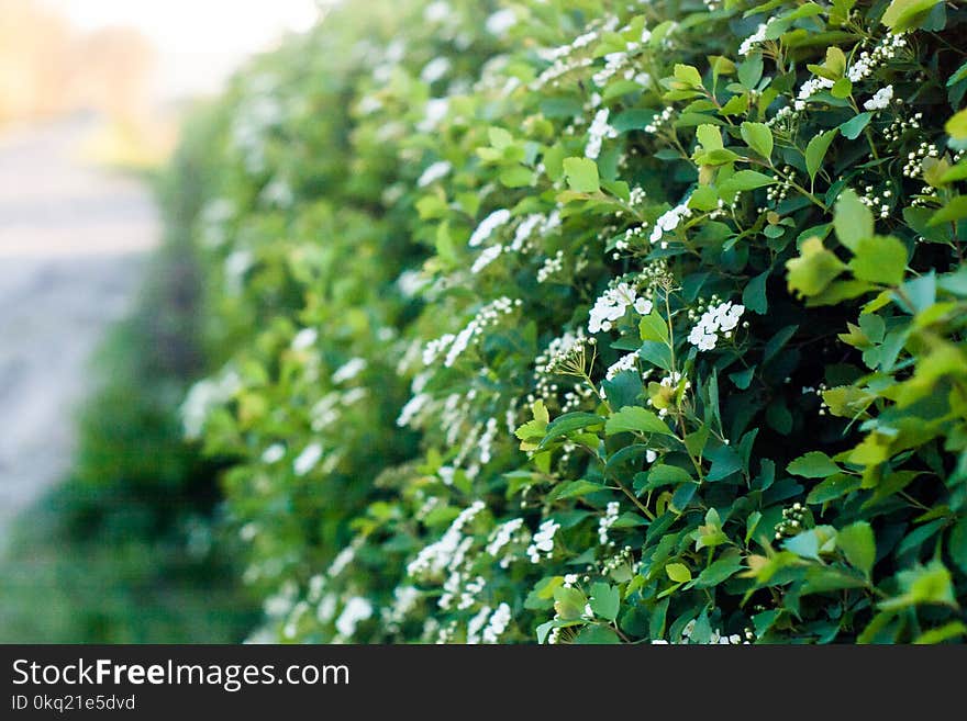 White Flowering Bush Selective-focus Photography at Daytime