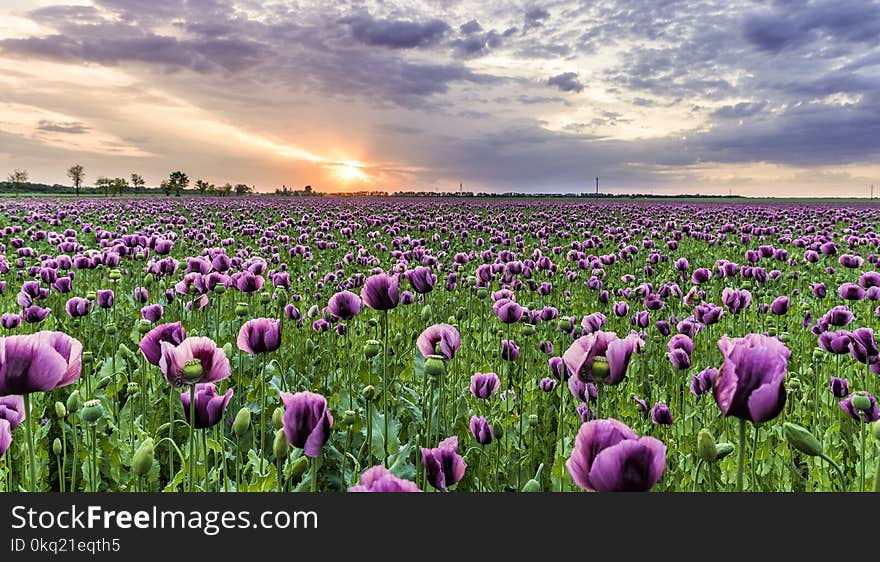 Photography of Field of Purple Flowers