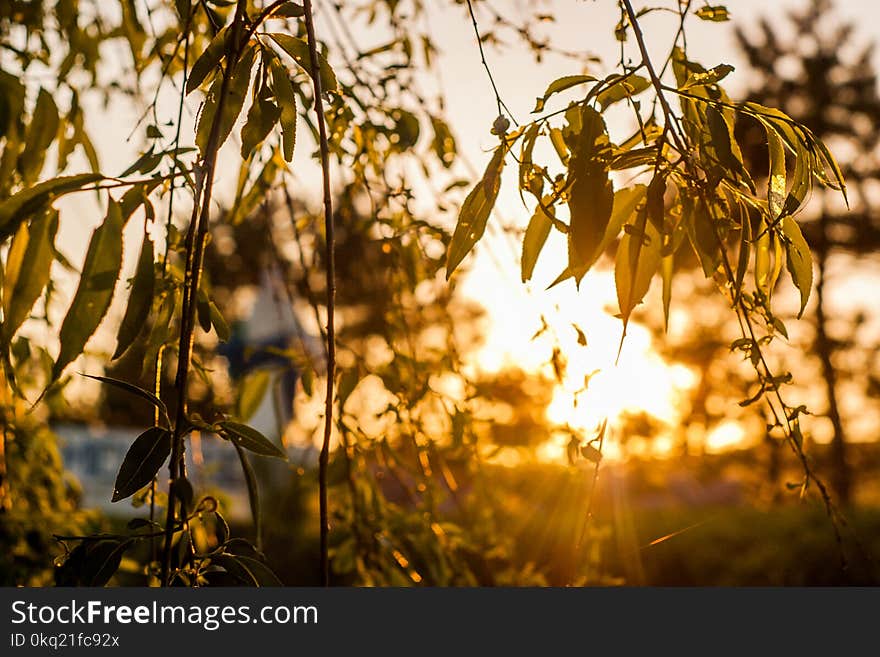 Green Leaves