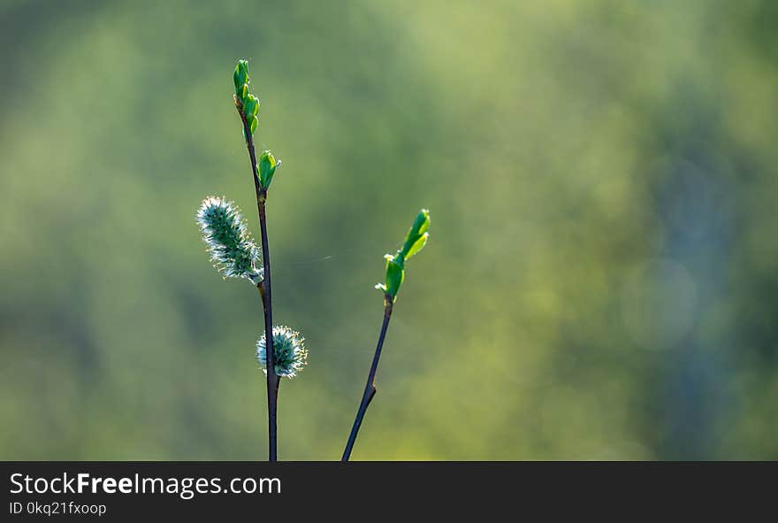 Selective Focus Photo of Green Plant