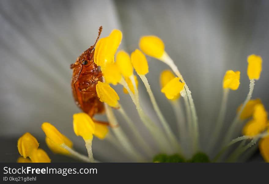 Brown Beetle on Yellow Petaled Flowers