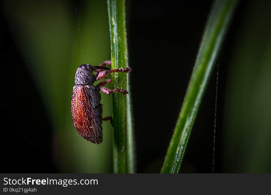 Close-up Photography of Red Insect