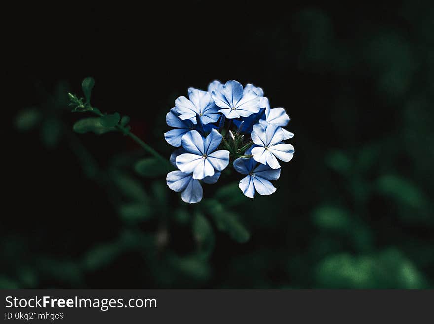 Selective Focus Photography of Blue Petaled Flowers