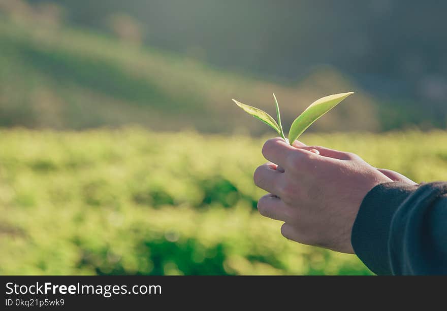 Person Holding Green Leaf