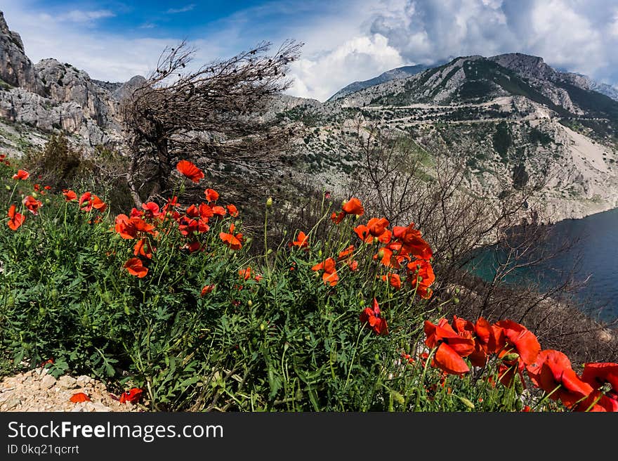 Red Poppies Beside a Body of Water Under Blue and White Cloudy Sky